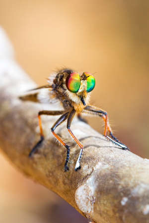 familia asilidae